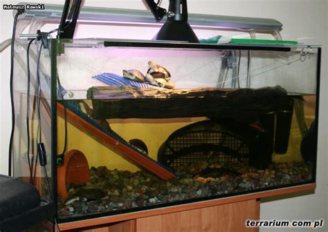 African Side Neck turtle care? Setup? - Crooked Necks - Turtle Forum