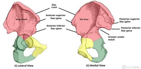 The Hip Bone - Ilium - Ischium - Pubis - TeachMeAnatomy