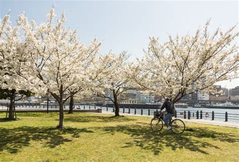 Sakura in Yokohama, Japan editorial stock image. Image of ride - 38917164