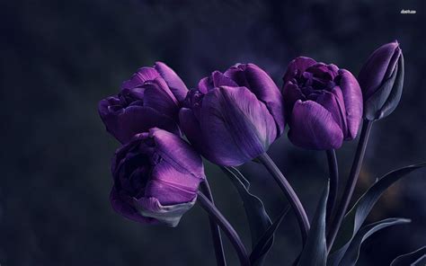 Purple Tulips Wallpapers - Top Free Purple Tulips Backgrounds - WallpaperAccess