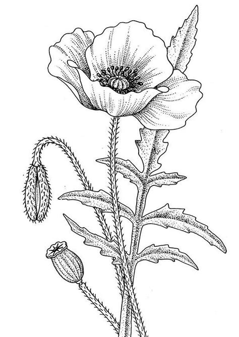 Coloring Pages Poppy Flower - Coloring Home