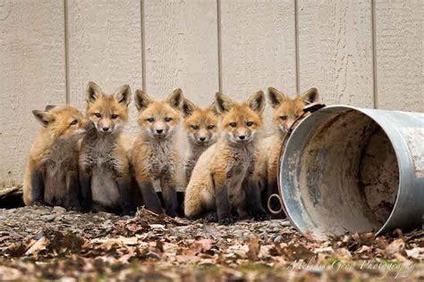 Photographer Spends a Season Watching an Adorable Family of Red Foxes Grow Up