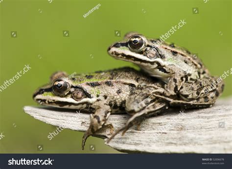 Breeding Frogs Stock Photo 52006678 : Shutterstock