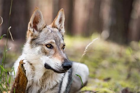 German Shepherd Wolf Mix: Characteristics, Care & Health Guide