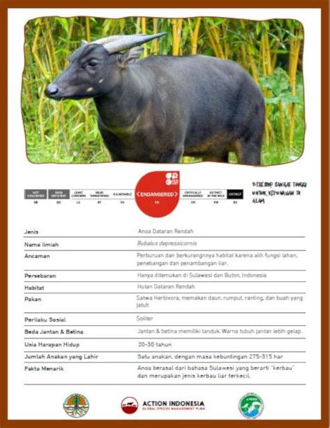 Anoa Fact Sheet | Actionindonesia