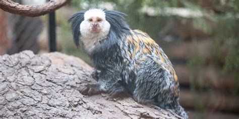 Geoffroy's marmoset | Smithsonian's National Zoo and Conservation ...