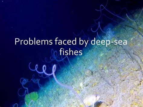 Adaptations in deep sea fishes | PPT