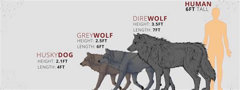 What is a direwolf? | Wolf Stuff