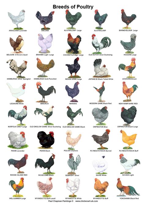 A4 Laminated Posters. Breeds of Poultry 2 Different Posters | Etsy Chicken Garden, Backyard ...