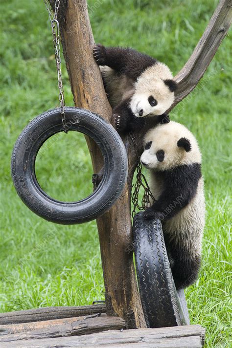 Giant Panda Cubs - Stock Image - C011/7794 - Science Photo Library