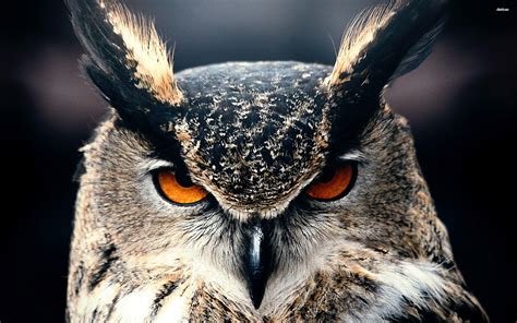 Owl Wallpapers - Top Free Owl Backgrounds - WallpaperAccess