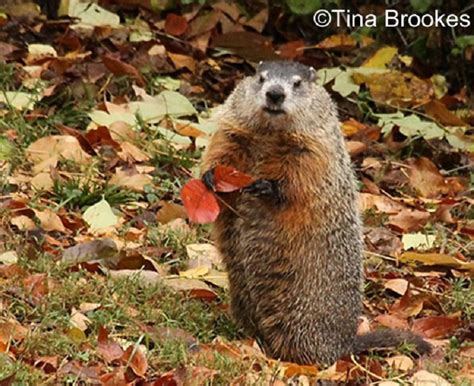 Tennessee Watchable Wildlife | Woodchuck (Hunted)