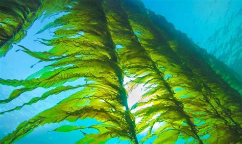 Seaweed Solutions | Leading European Seaweed Farming