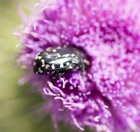 Beetle in Purple Flower in Nature Stock Image - Image of nature, flower: 109313357