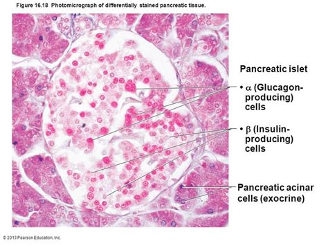 Histology - Islet of Langerhans with alpha and beta cells | Nursing ...