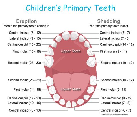 Stages of Teething and Helpful Hints - Kids Dental Online - Plano & Carrollton