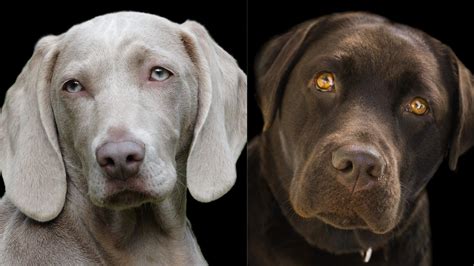 Weimaraner Lab Mix: The rare Labmaraner