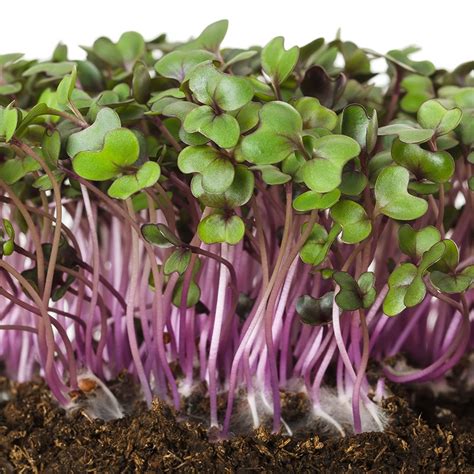 Red Cabbage ORGANIC Sprouting Seeds – Weston seed