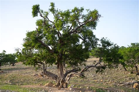 Argan tree Morocco | Argan tree, Tree, Plants