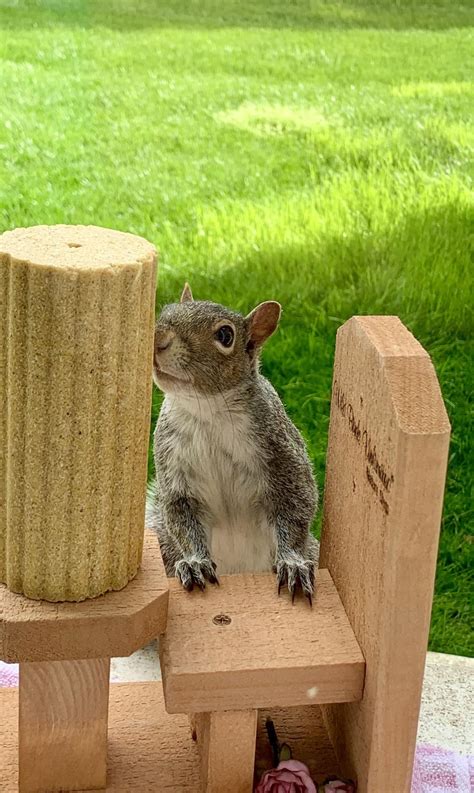 [Mark Rober] Backyard Squirrel Maze 2.0- The Walnut Heist : r/squirrels