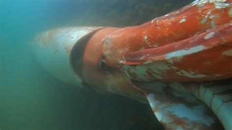 Giant Squid, Elusive Creature of the Deep, Gets a Vivid Close-Up - The New York Times