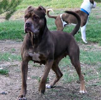 American Bandogge Mastiff ( Bulldog Mastiff Cross) Info, Temperament, Puppies, Pictures