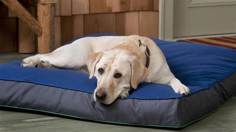 8 Best Orthopedic Dog Beds | PetMD