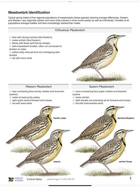 Identification of the newest meadowlark – Chihuahuan – Sibley Guides