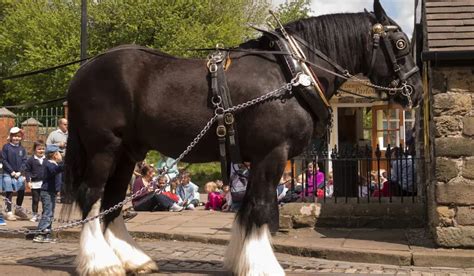 Shire Horse: Breed Profile for the World's Largest Horse - Helpful Horse Hints