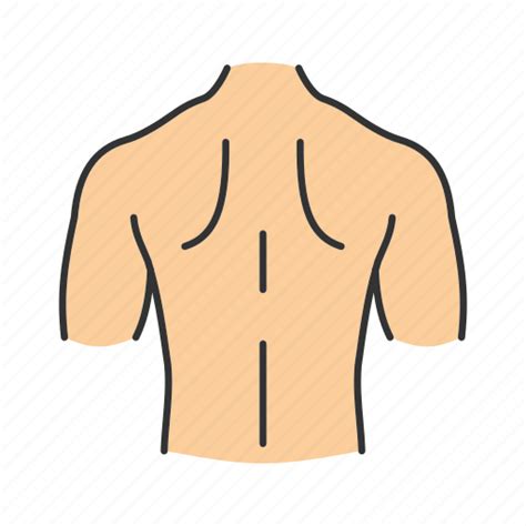 Back, body part, man, muscular, neck, shoulder, spine icon