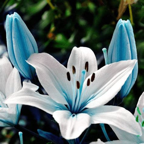 50 Rare Blue Lily Plant Seeds – Seed World