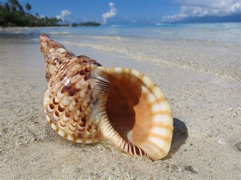 Conch shell horn played for the first time in 18,000 years - Earth.com