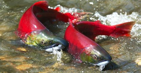 Sockeye Salmon Pictures - AZ Animals