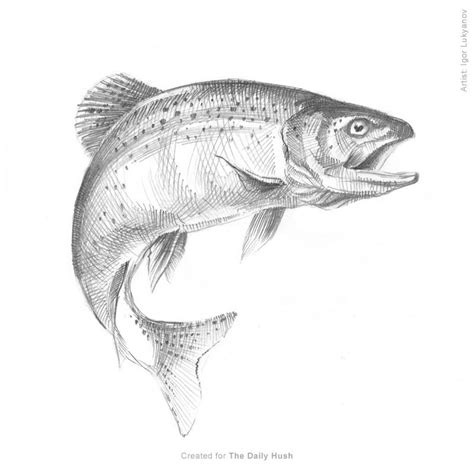 Fish Sketch (Trout) | Fish sketch, Fish artwork, Fish drawings