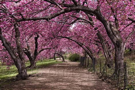 🔥 [50+] Central Park Spring Wallpapers | WallpaperSafari