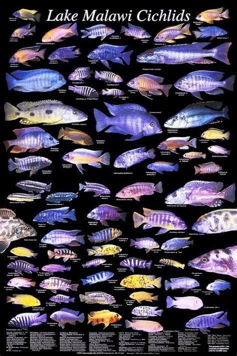 Pin af Maximus Keithley på Cichlids | Ferskvand, Akvarie, Dyr