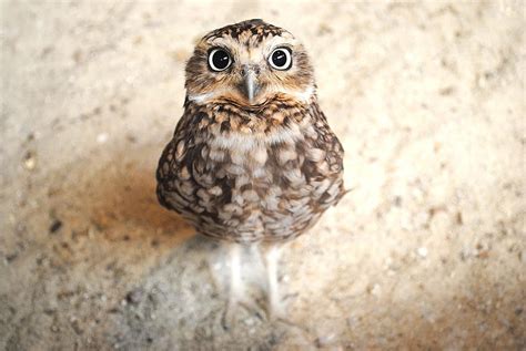 Owl - Owl Gif, Funny Owl HD wallpaper | Pxfuel