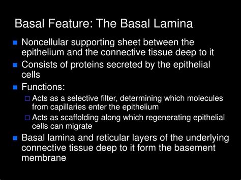 Basal Lamina Diagram