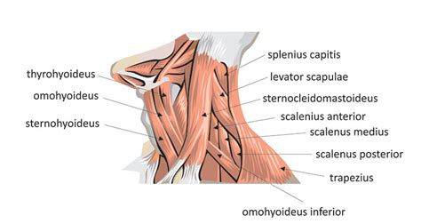 Neck and Back Muscles - TeachPE.com