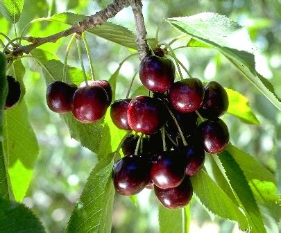 Black Tartarian Cherry Tree | Ison's Nursery & Vineyard