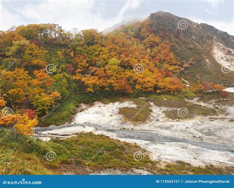 The Autumn Leaves Season in Hokkaido ,Japan Stock Image - Image of park, blue: 115563121