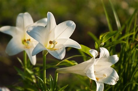 Care for Easter Lilies | Garden Guides