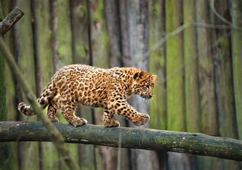 Adorable Leopard Cub Photo | One Big Photo