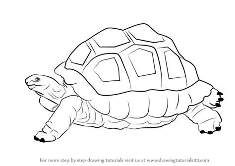 Learn How to Draw a Tortoise (Zoo Animals) Step by Step : Drawing Tutorials