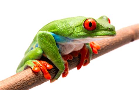 Red Eyed Tree Frog Caresheet Care Guide - Reptile Cymru