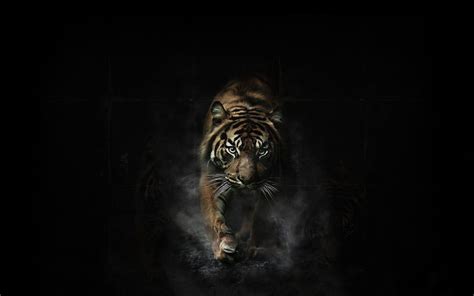 Tiger Wallpapers - Wallpaper Cave