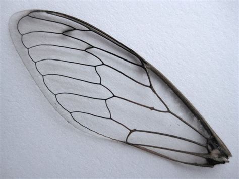 Insect Wings Drawing - Drawing.rjuuc.edu.np