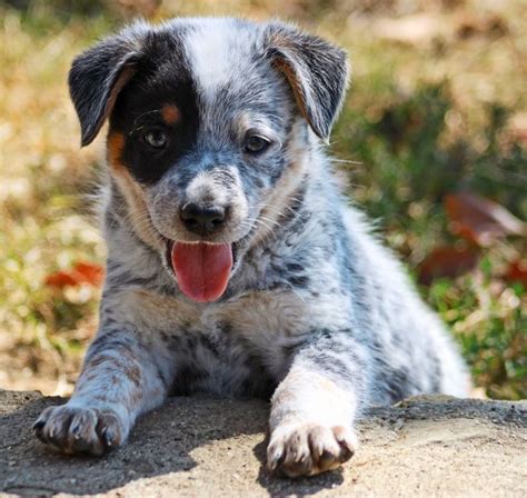 Blue Heeler Husky Puppies - Photos All Recommendation