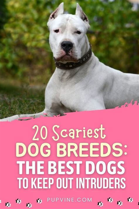 20 Scariest Dog Breeds The Best Dogs To Keep Out Intruders in 2022 | Scary dogs, Dog breeds ...