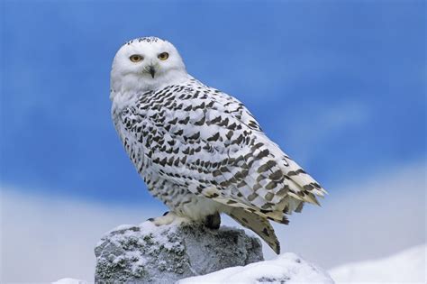 Snowy Owl | Animal Wildlife